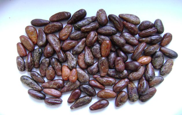 cocoa bean cocoa bean